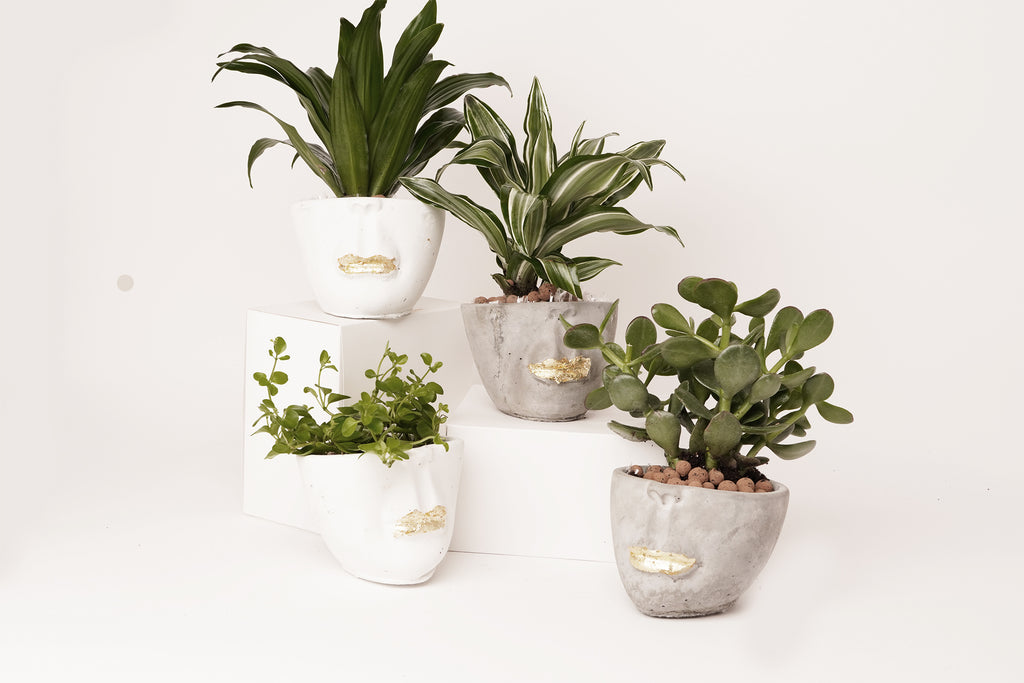 Face  abstract planter | white