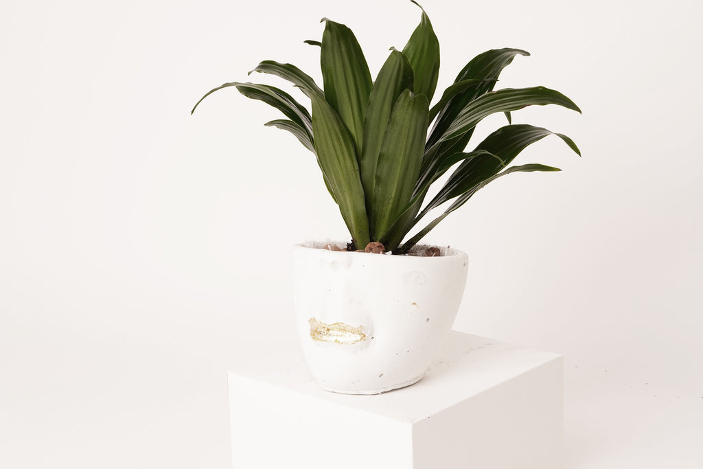 Face  abstract planter | white