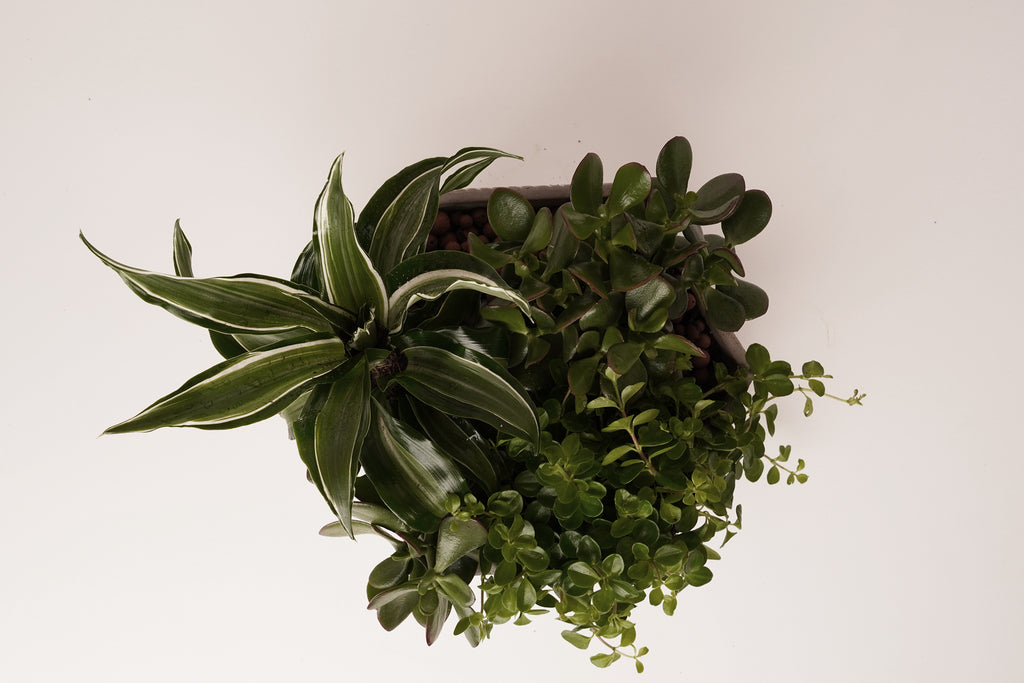 LARGE concrete planter تمطر السماء ورداً عندما تضحكين