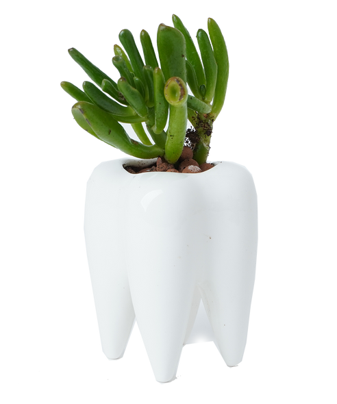 TOOTH pot