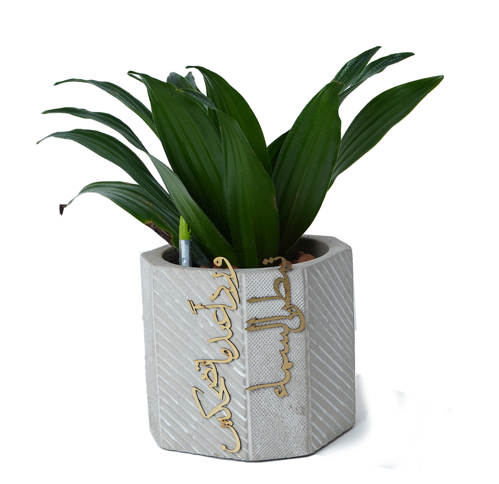 concrete planter تمطر السماء ورداً عندما تضحكين -short