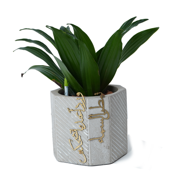 concrete planter تمطر السماء ورداً عندما تضحكين -short