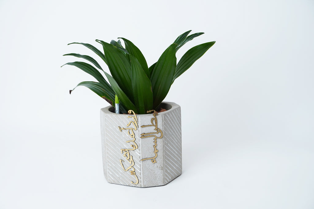 concrete planter تمطر السماء ورداً عندما تضحكين -short