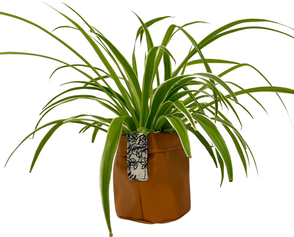 teacher set| plant leather pot