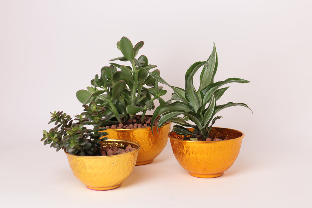 نبته الباديه