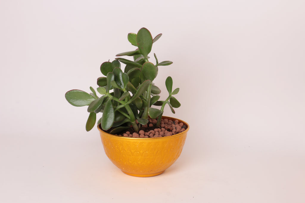 نبته الباديه