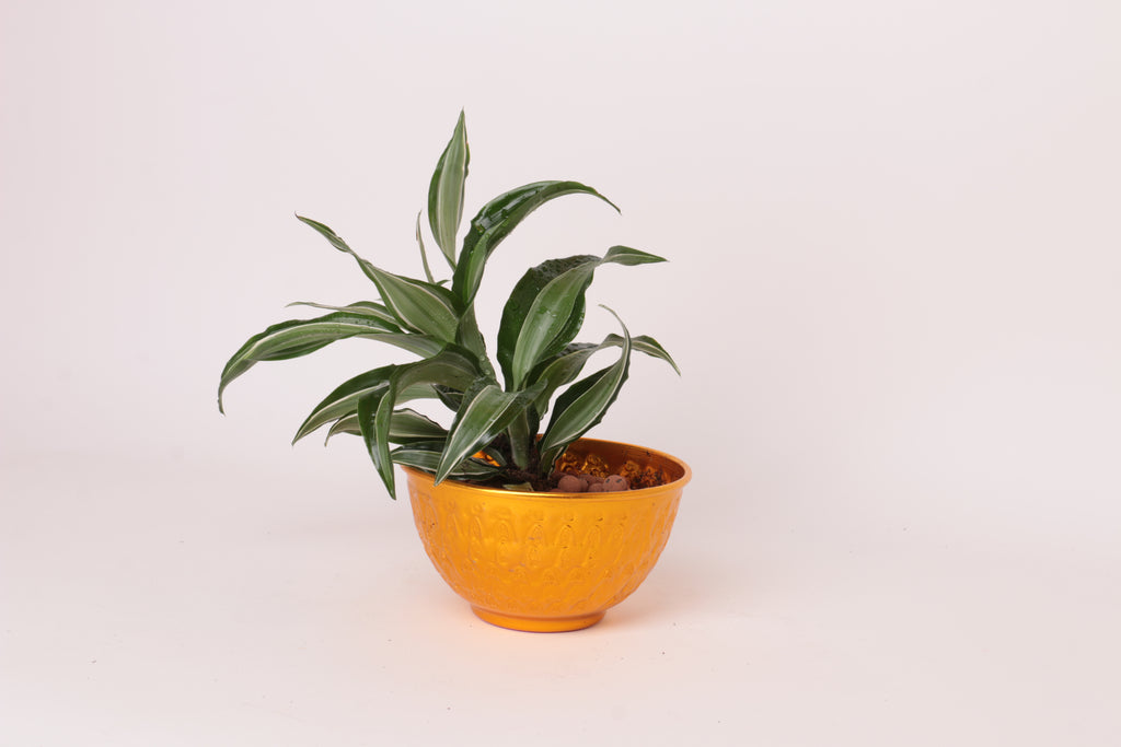 نبته الباديه