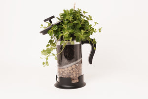 coffee press  plant