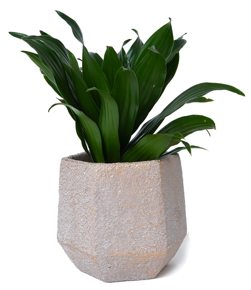 stone planter