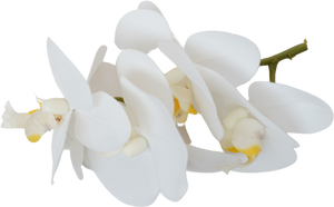 add artificial orchids -  اللون حسب لون القماش